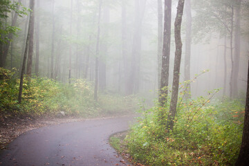 Path into the mist.