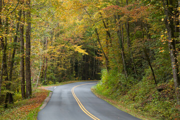 Road through the autumn trees