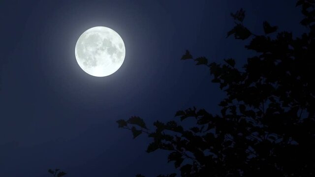 Silhouette tree and a bright full moon in the night sky. Branch sways in wind.