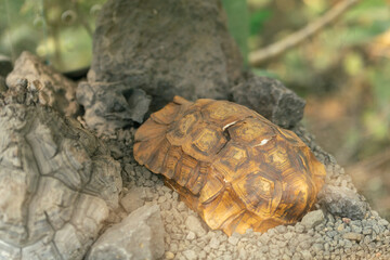 Schildkrötenpflanze