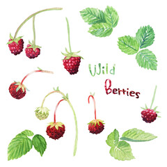 ＜水彩画＞魔法の森のラズベリーとワイルドストロベリーの手描きイラスト素材セット