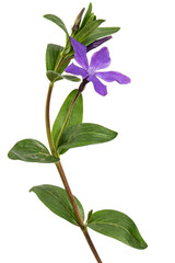 Violet flower of periwinkle, lat. Vinca, isolated on white background