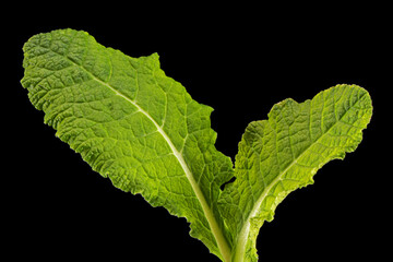 Green leaves of primrose flower, isolated on black background