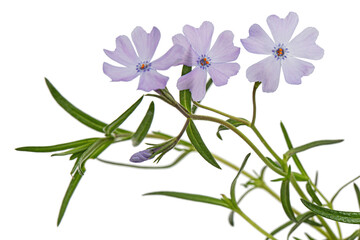 Lilac flowers of phlox subulate, isolated on white background