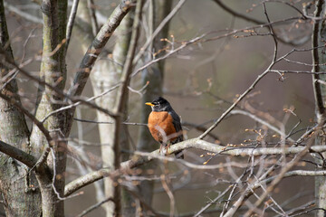 American Robin