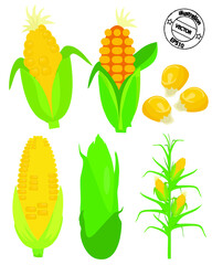 set of corn