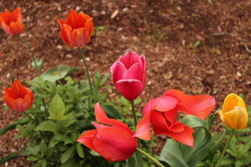 red tulips in the garden