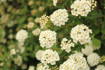 close up of white flowers