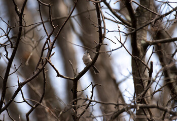 Tufted Titmouse