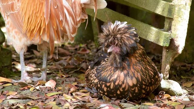 gallinas afuera 1