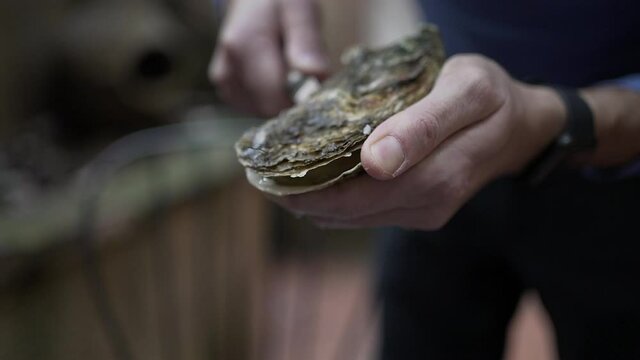 Hands opening raw oyster with knife