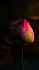 Beautiful lotus flower with the dimension of sunset