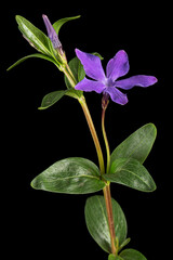 Violet flower of periwinkle, lat. Vinca, isolated on black background