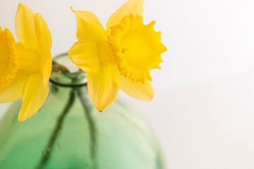 yellow daffodil flower in a vase on white background