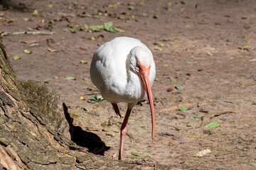 A large adult ibis with white flowers, long orange thin beak, small feathers, and dark eyes walks on rocks in a zoo pen.