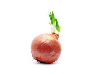 Sprouted onion isolated on white background