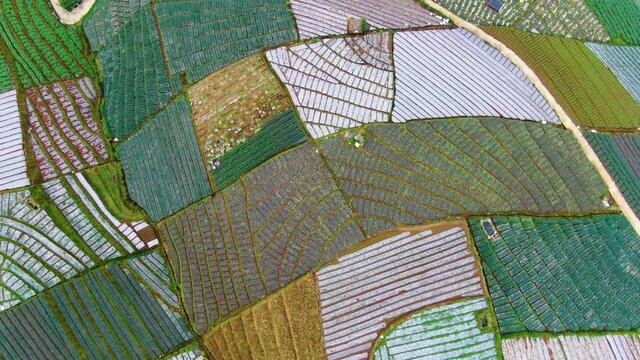 Patchwork fields aerial view, scenery of tropical leek plantation in Indonesia