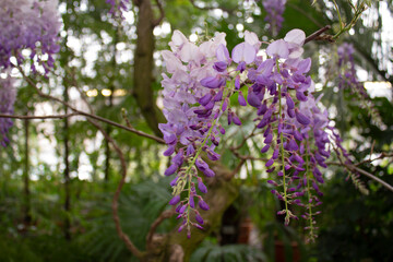Obraz premium Lilac flowers of wisteria on branches in a botanical garden close-up.