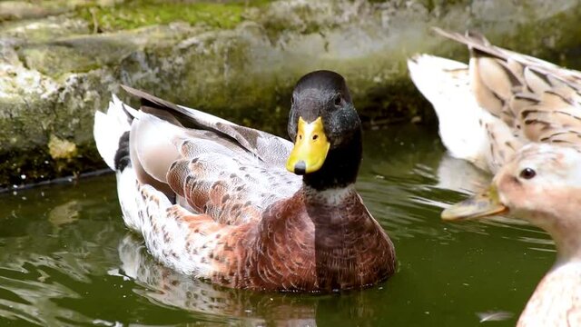 patos al aire libre 3