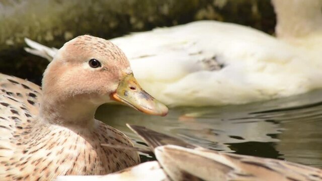 patos al aire libre 2