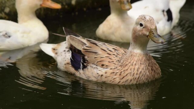 patos al aire libre 1