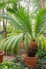 Obraz premium Palm tree in a large flower pot, a beautiful palm tree in the greenhouse of the botanical garden.