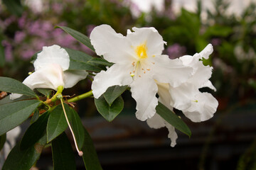 Azalea, rhododendron, white azalea flowers on a background of green leaves close up