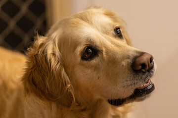 Portrait of a Golden Retriever dog
