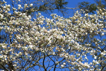 White dogwood tree blossom