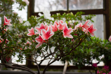 Fototapeta na wymiar Blooming pink azalea tree by the window in the greenhouse in the botanical garden
