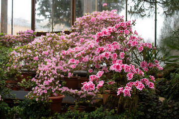 Blooming pink azalea tree by the window in the greenhouse in the botanical garden