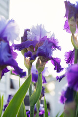Purple irises in a spring garden