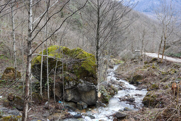 river in the forest
