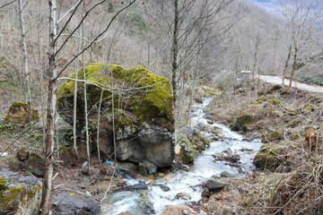 stream in the forest