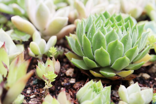 5 877 Best 多肉植物images Stock Photos Vectors Adobe Stock 5 877 Best 多肉植物images Stock Photos Vectors Adobe Stock