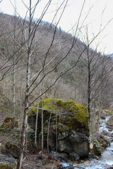 river in the forest