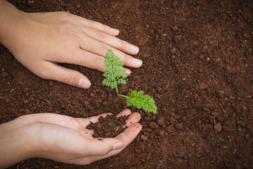Hand nurturing young baby plants growing in germination sequence on fertile soil at sunset background