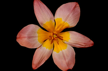 Flower blossom close up in black background Crocus vernus family iridaceae botanical modern high quality big size print