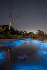 Orion reflected in water with bright blue bioluminescence all around