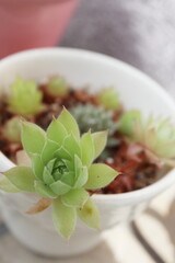 マグカップの多肉植物