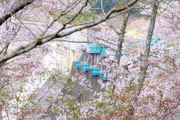 鶴田ダム公園に溢れる満開の桜の木