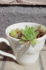 マグカップの多肉植物