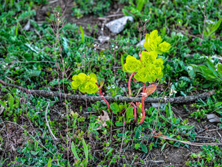 Sun spurge plant - Euphorbia Helioscopia - green-yellow flowering plant in a meadow