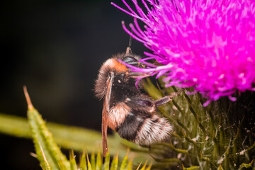 abejorro en una flor de cardo