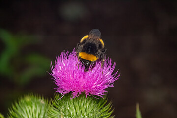 abejorro en una flor de cardo