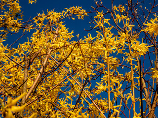 Yellow flowers of Forsythia x intermedia in direct sunlight at the time of the golden hour, against the dark blue sky