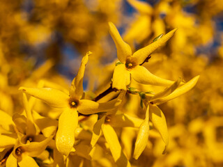 Close-up of yellow flowers of Forsythia x intermedia in direct sunlight at the time of the golden...