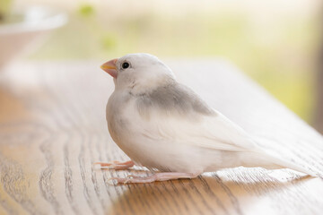 生後約一か月の白文鳥のヒナ