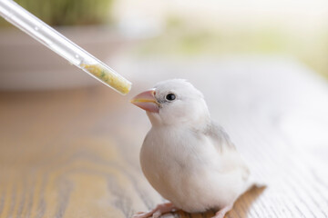 挿し餌を受ける白文鳥のヒナ