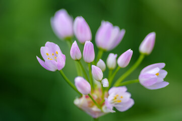 Fototapeta premium ハタケニラの花。荒地や農地、舗装路の裂け目でよく見る雑草であるが、マクロレンズでクローズアップ撮影すると綺麗である。